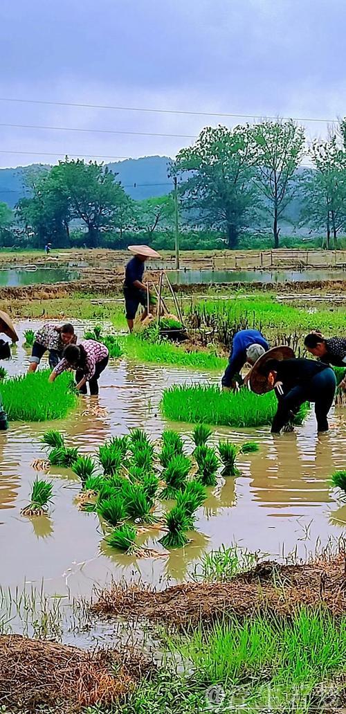【在希望的田野上】各地抢抓农时有序推进农业生产
